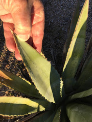 Agave murpheyi