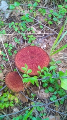 Suillus asiaticus