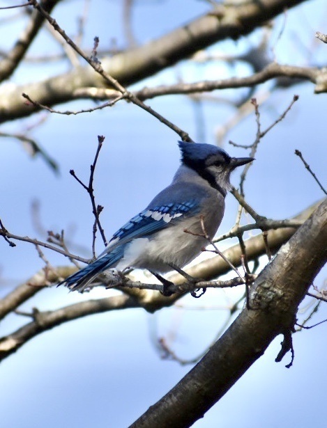 Blue Jay (EwA Guide to the Birds of the Fells (Massachusetts, US ...