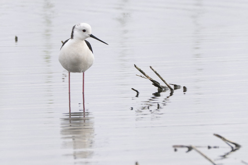 Cigüeñuela común (Himantopus himantopus)
