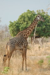 Giraffa camelopardalis thornicrofti