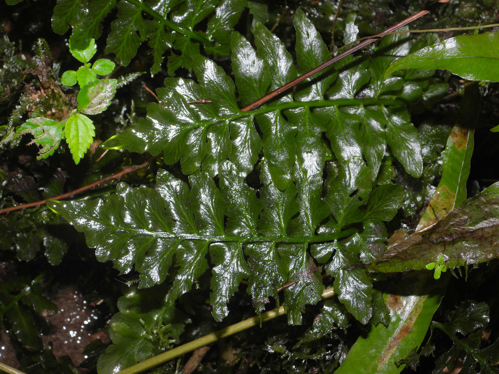 Hymenasplenium obtusifolium