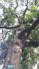 Vateria indica