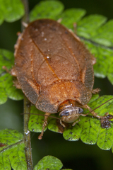 Pseudophoraspis nebulosa