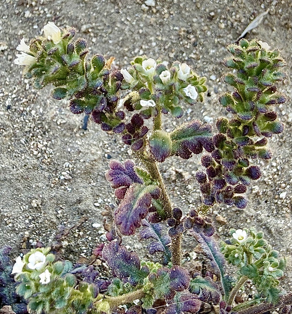 Limestone phacelia (Phacelia affinis)