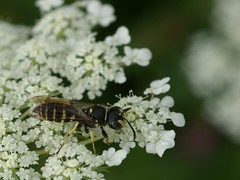Aphilanthops frigidus