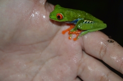 Agalychnis callidryas
