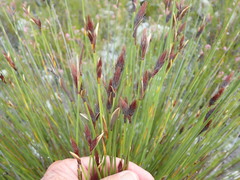 Hypodiscus alboaristatus