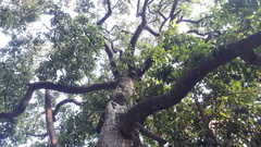 Vateria indica