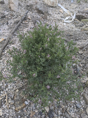 Fumaria parviflora