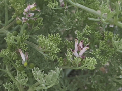 Fumaria parviflora