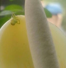 Thomisidae