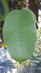 Vateria indica