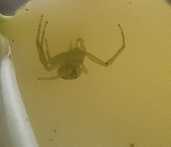 Thomisidae