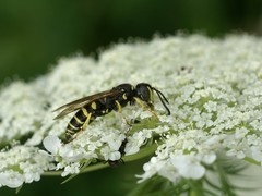 Aphilanthops frigidus