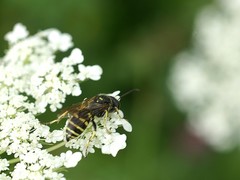 Aphilanthops frigidus