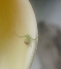 Thomisidae