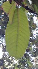 Vateria indica