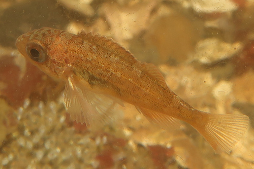 Puget Sound rockfish (Sebastes emphaeus) — Sebastidae — 4