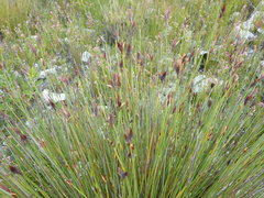 Hypodiscus alboaristatus