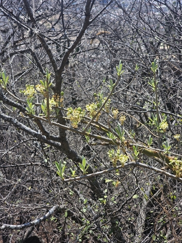Euphorbia tanquahuete, photograph 2