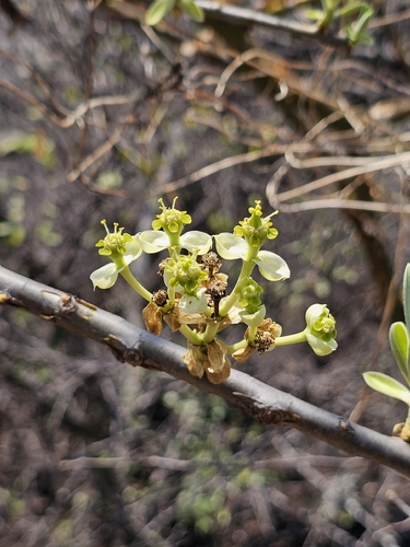Euphorbia tanquahuete, photograph 3