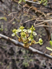Euphorbia tanquahuete, photograph (c) Erick Vélez Sánchez, some rights reserved (CC BY)
