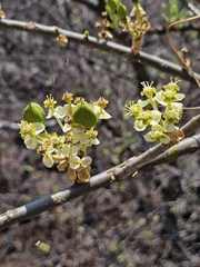 Euphorbia tanquahuete, photograph (c) Erick Vélez Sánchez, some rights reserved (CC BY)