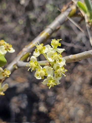 Euphorbia tanquahuete, photograph 5