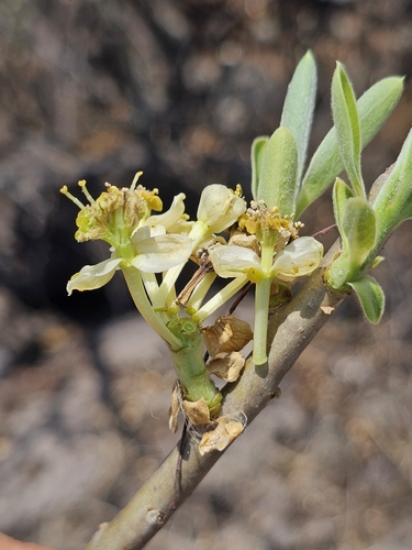 Euphorbia tanquahuete, photograph 6