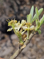 Euphorbia tanquahuete, photograph (c) Erick Vélez Sánchez, some rights reserved (CC BY)