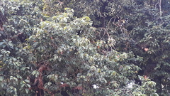Vateria indica