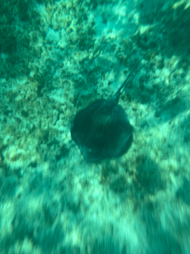 Hypanus americanus