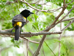 Icterus melanopsis