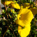 Calceolaria undulata - Photo (c) Inao, algunos derechos reservados (CC BY-SA)