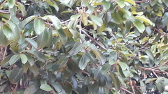 Vateria indica