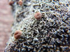 Cladonia caespiticia