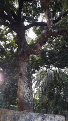 Vateria indica