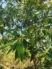 Daphnopsis mexiae