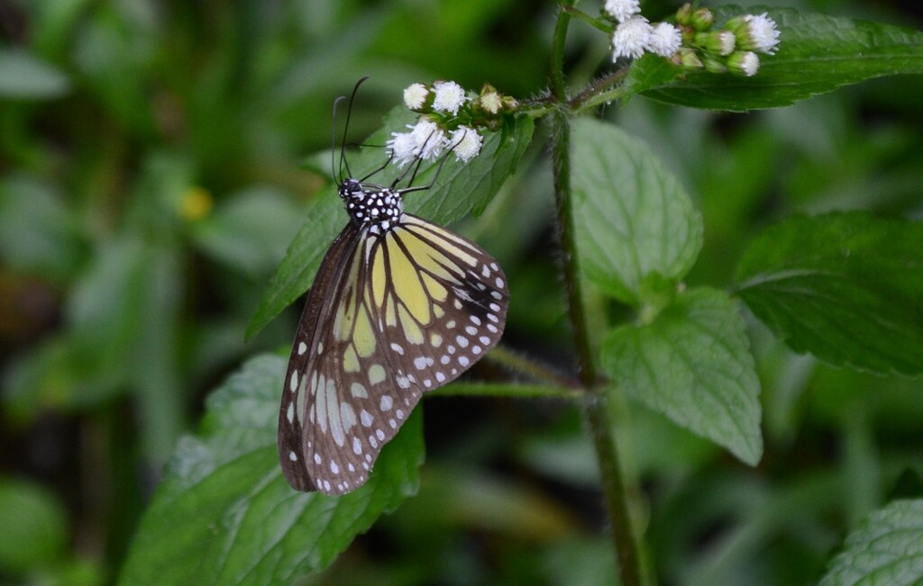 Yellow Glassy Tiger (Parantica aspasia)