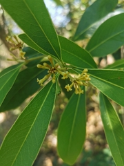 Daphnopsis mexiae