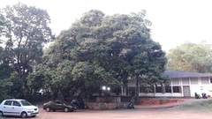 Vateria indica