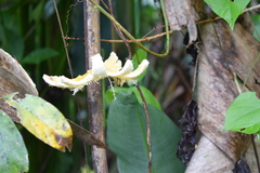 Passiflora tenuifila