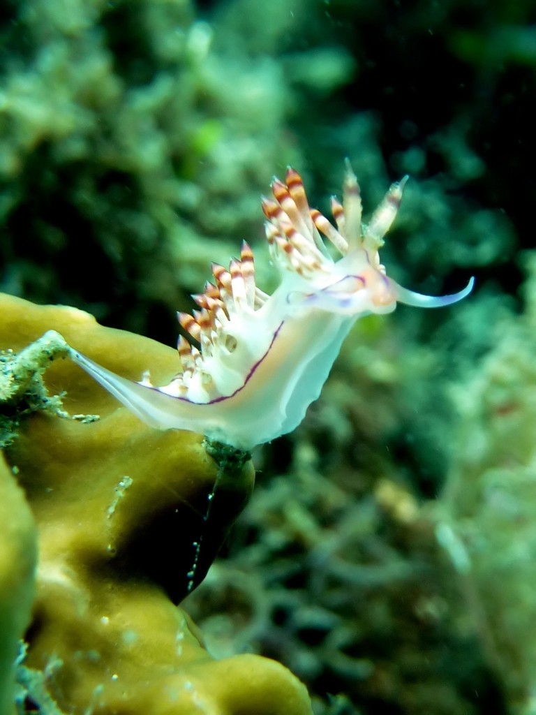 Coryphellina flamma