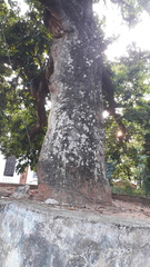 Vateria indica