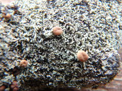 Cladonia caespiticia