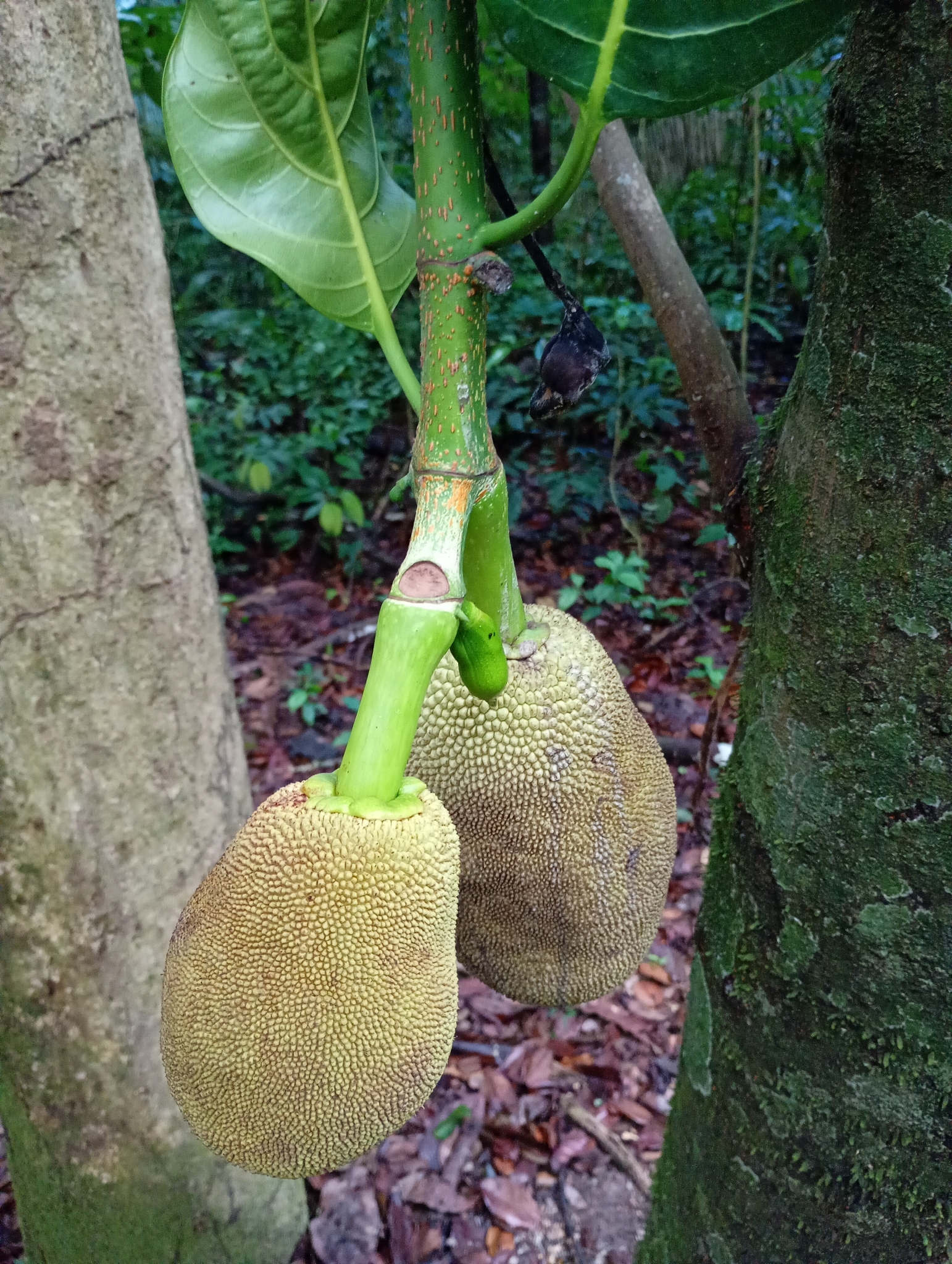 Artocarpus heterophyllus