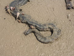 Acrochordus granulatus