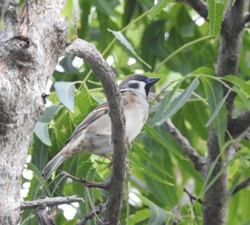 Passer montanus