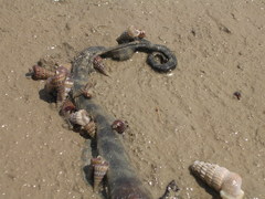 Acrochordus granulatus